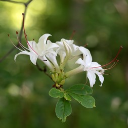 Rhododendron arborescens (smooth azalea)
